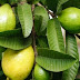 Facial and Skin Problems? Guava Leaves Will help You Solve That!